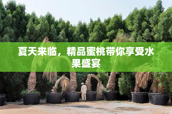 夏天来临，精品蜜桃带你享受水果盛宴