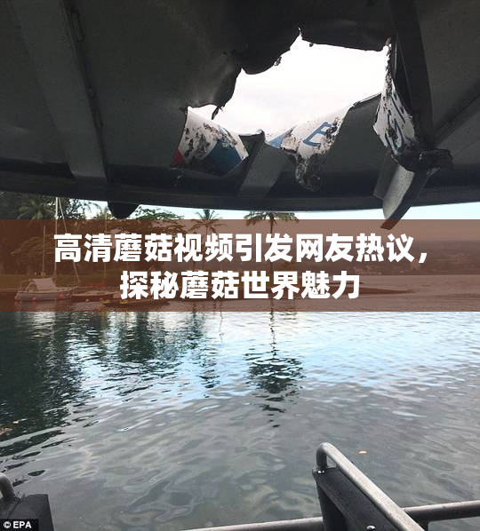 高清蘑菇视频引发网友热议，探秘蘑菇世界魅力