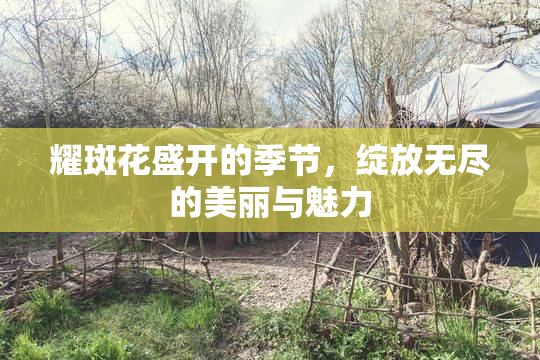 耀斑花盛开的季节，绽放无尽的美丽与魅力
