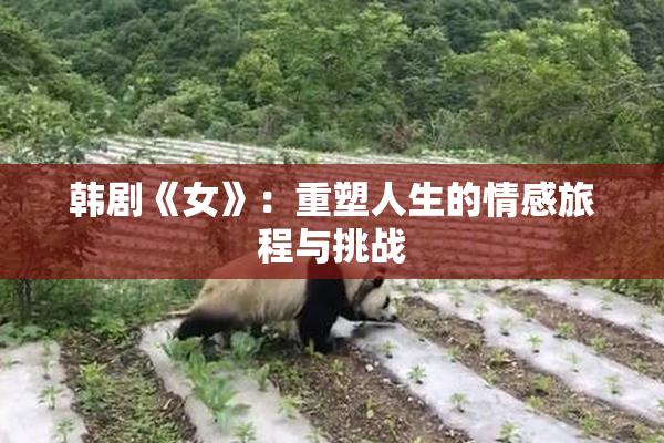 韩剧《女》：重塑人生的情感旅程与挑战