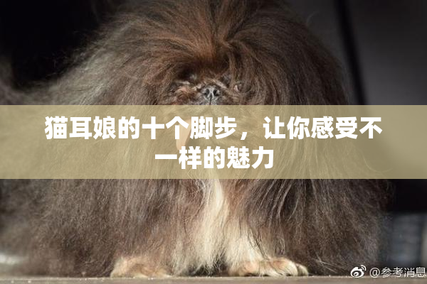 猫耳娘的十个脚步，让你感受不一样的魅力