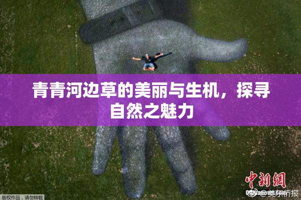 青青河边草的美丽与生机，探寻自然之魅力
