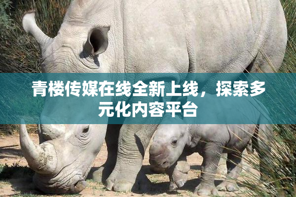 青楼传媒在线全新上线，探索多元化内容平台