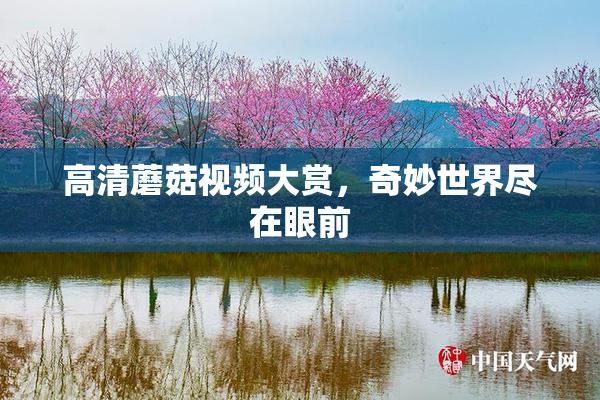 高清蘑菇视频大赏，奇妙世界尽在眼前
