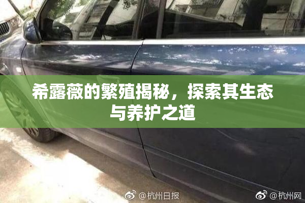 希露薇的繁殖揭秘，探索其生态与养护之道