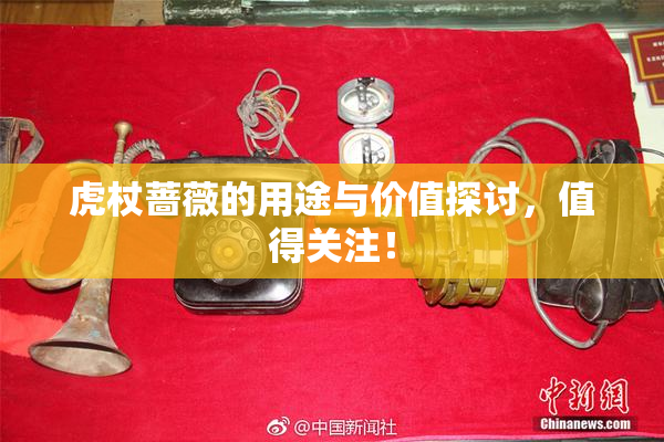 虎杖蔷薇的用途与价值探讨，值得关注！