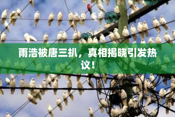 雨浩被唐三扒，真相揭晓引发热议！