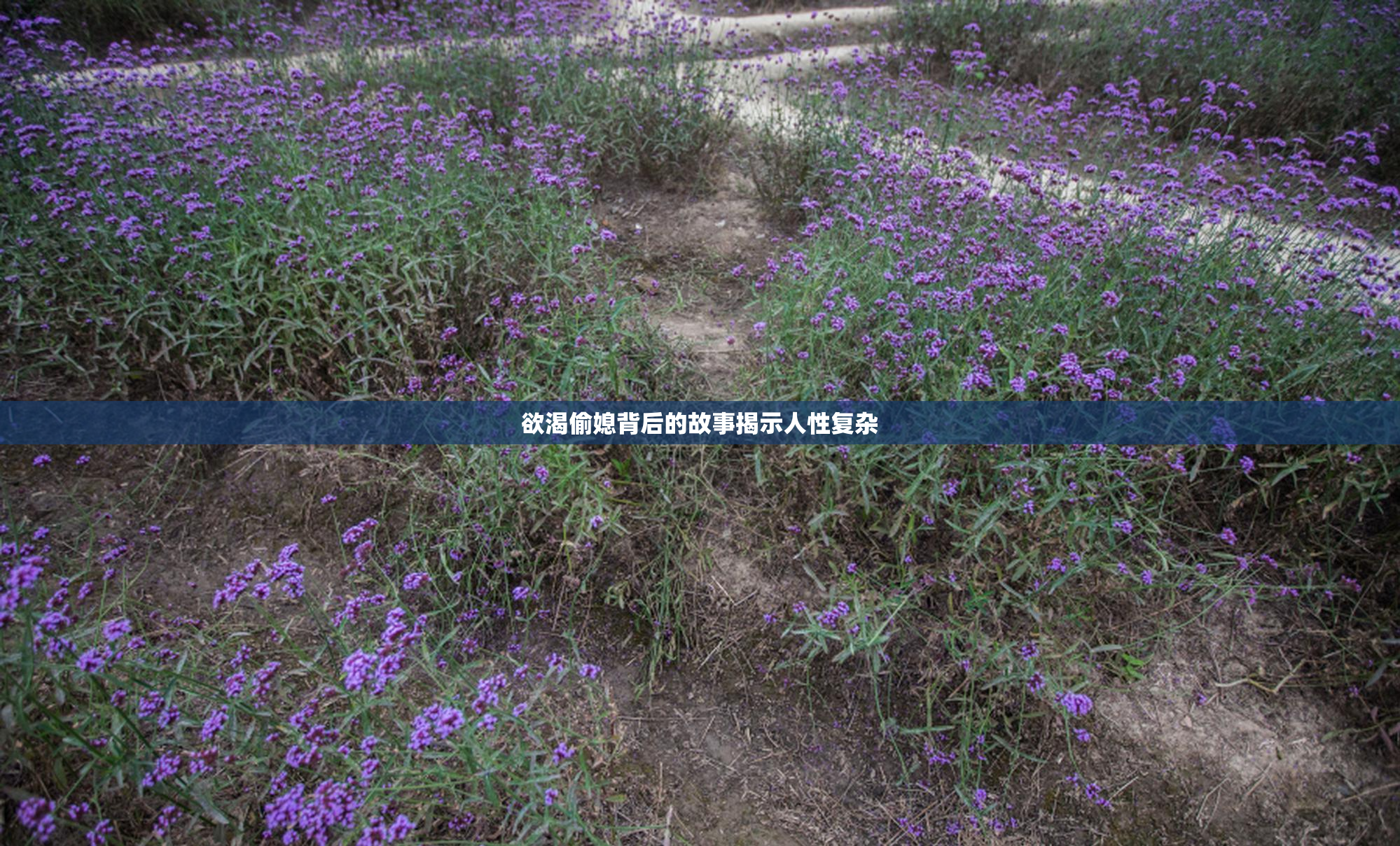 欲渴偷媳背后的故事揭示人性复杂