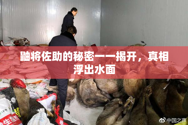 鼬将佐助的秘密一一揭开，真相浮出水面