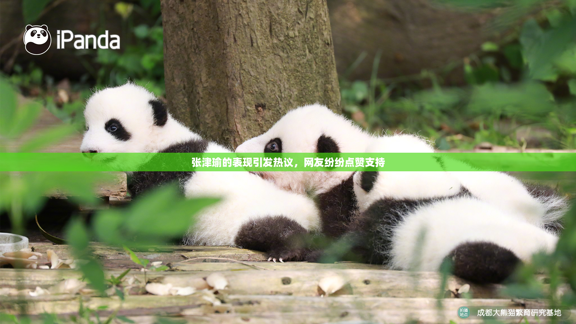 张津瑜的表现引发热议，网友纷纷点赞支持