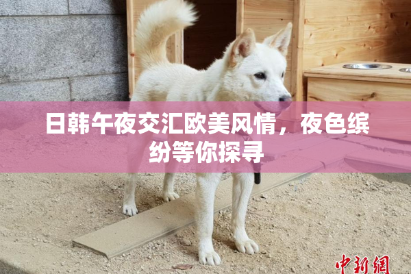 日韩午夜交汇欧美风情，夜色缤纷等你探寻