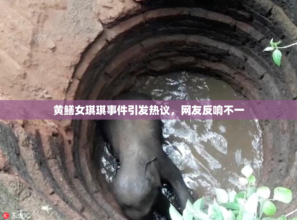 黄鳝女琪琪事件引发热议，网友反响不一