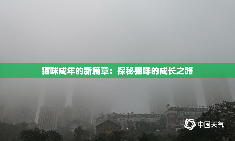 猫咪成年的新篇章：探秘猫咪的成长之路