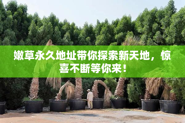 嫩草永久地址带你探索新天地，惊喜不断等你来！