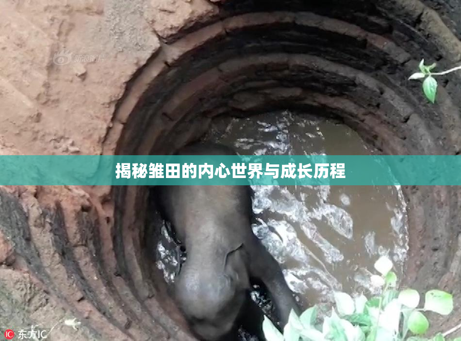 揭秘雏田的内心世界与成长历程