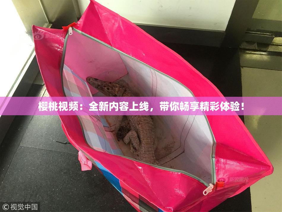 樱桃视频：全新内容上线，带你畅享精彩体验！