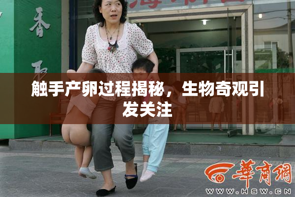 触手产卵过程揭秘，生物奇观引发关注
