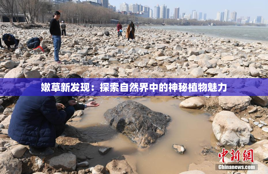 嫩草新发现：探索自然界中的神秘植物魅力