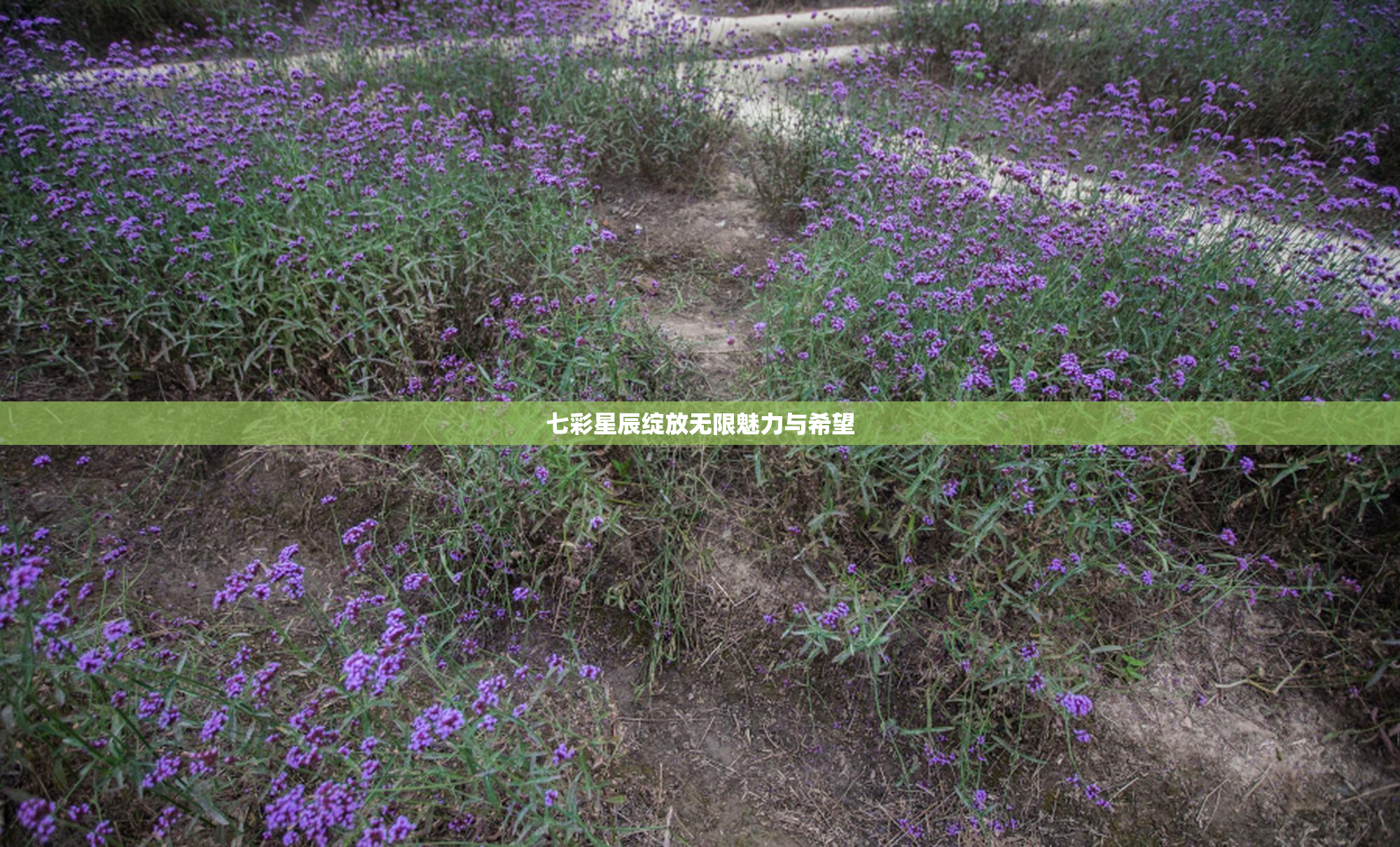 七彩星辰绽放无限魅力与希望