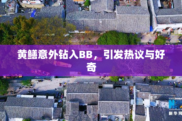 黄鳝意外钻入BB，引发热议与好奇