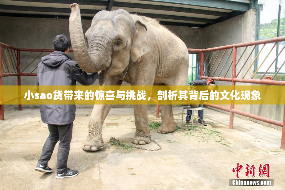 小sao货带来的惊喜与挑战，剖析其背后的文化现象