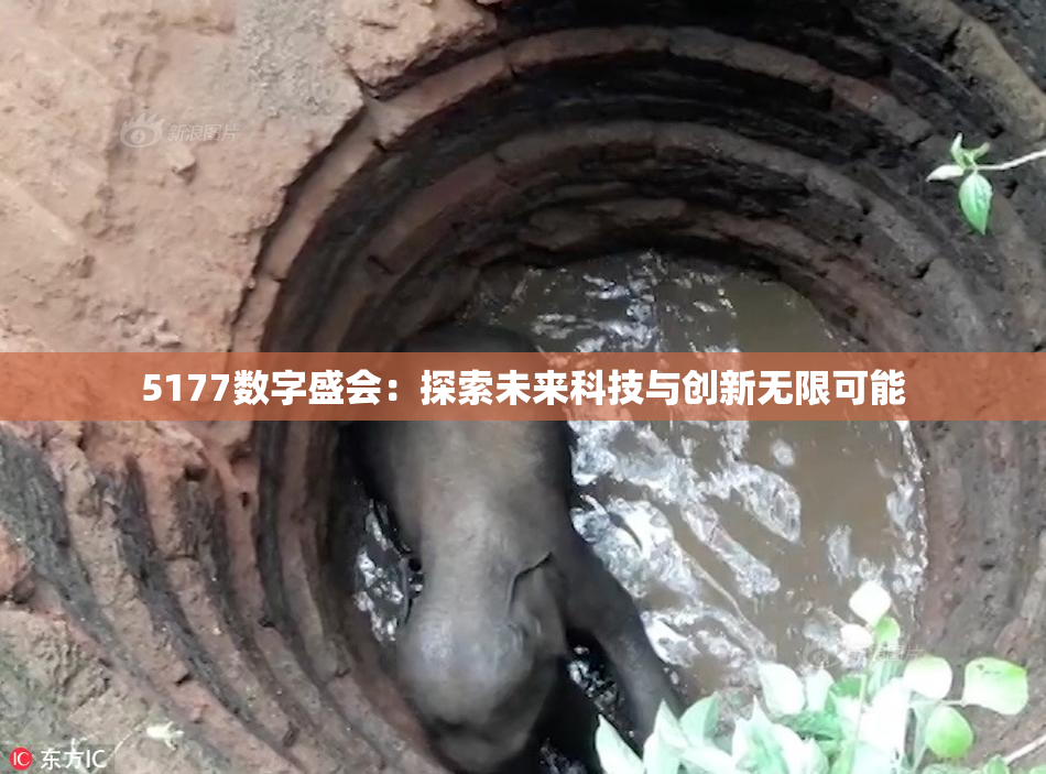 5177数字盛会：探索未来科技与创新无限可能