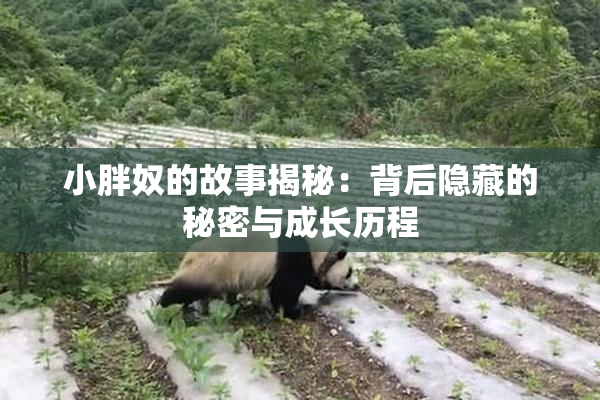 小胖奴的故事揭秘：背后隐藏的秘密与成长历程