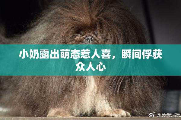 小奶露出萌态惹人喜，瞬间俘获众人心