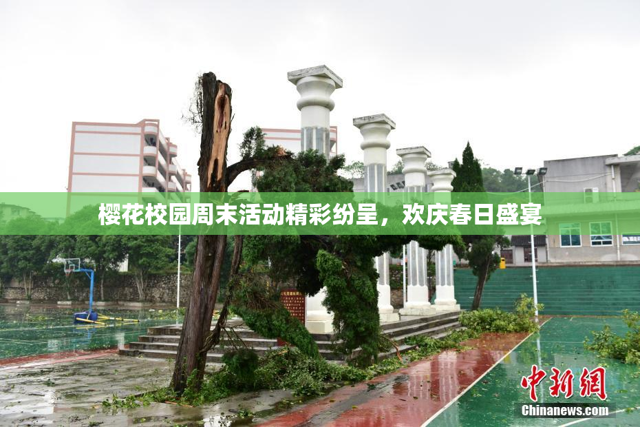樱花校园周末活动精彩纷呈，欢庆春日盛宴
