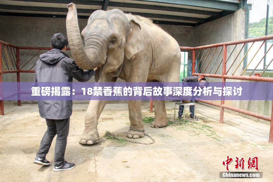 重磅揭露：18禁香蕉的背后故事深度分析与探讨