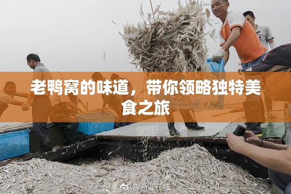 老鸭窝的味道，带你领略独特美食之旅