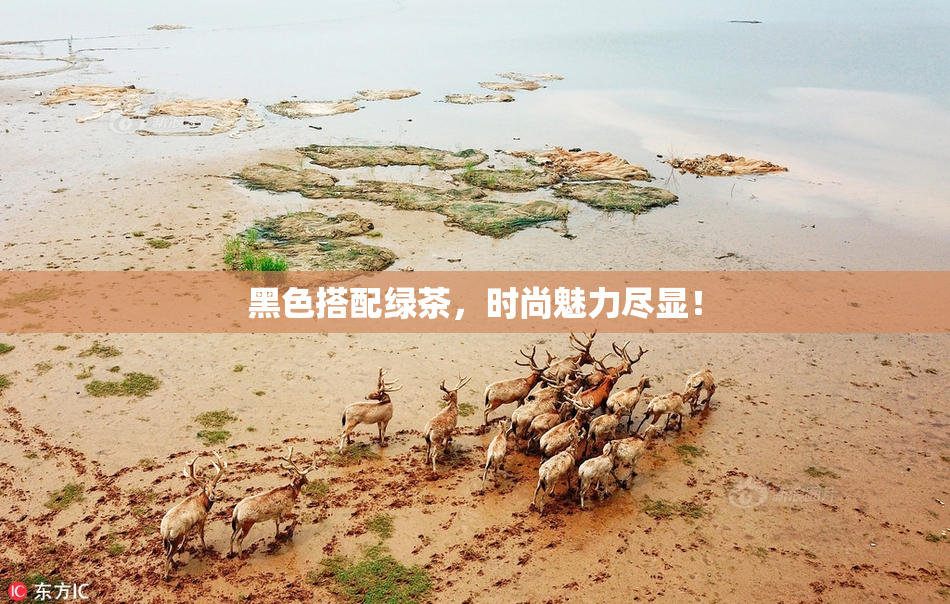 黑色搭配绿茶，时尚魅力尽显！