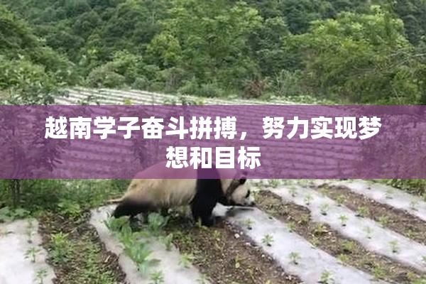 越南学子奋斗拼搏，努力实现梦想和目标