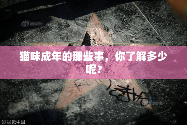 猫咪成年的那些事，你了解多少呢？