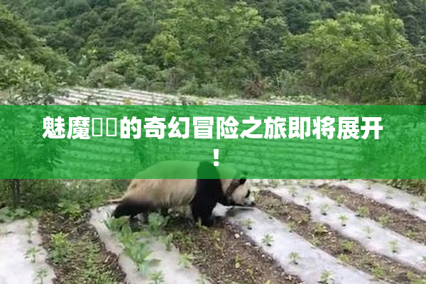 魅魔妺妺的奇幻冒险之旅即将展开！