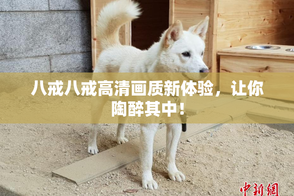 八戒八戒高清画质新体验，让你陶醉其中！