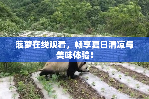 菠萝在线观看，畅享夏日清凉与美味体验！