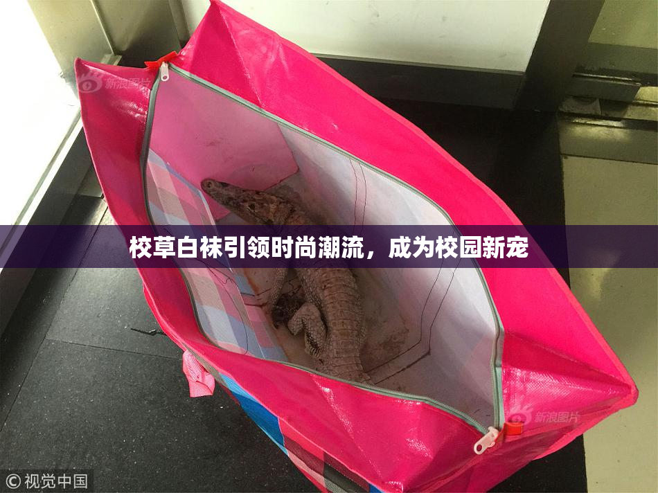 校草白袜引领时尚潮流，成为校园新宠