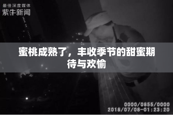 蜜桃成熟了，丰收季节的甜蜜期待与欢愉