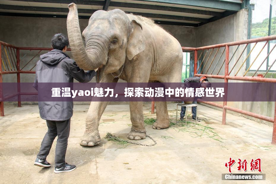 重温yaoi魅力，探索动漫中的情感世界
