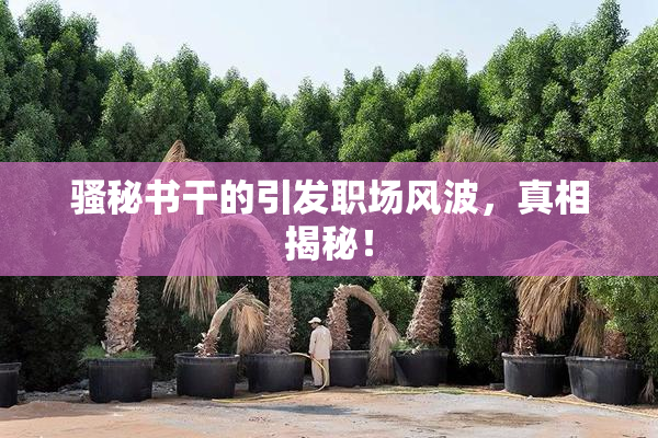骚秘书干的引发职场风波，真相揭秘！