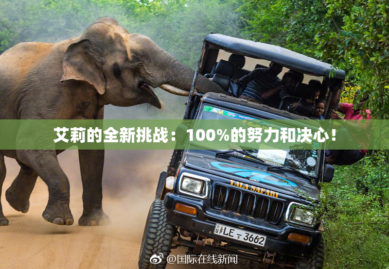 艾莉的全新挑战：100%的努力和决心！