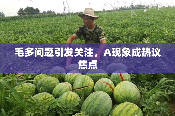 毛多问题引发关注，A现象成热议焦点
