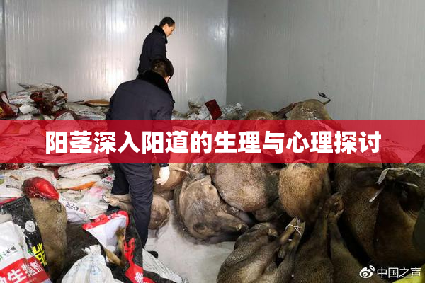 阳茎深入阳道的生理与心理探讨