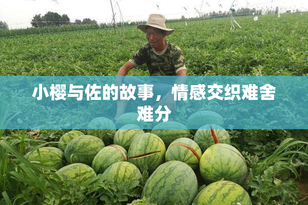 小樱与佐的故事，情感交织难舍难分