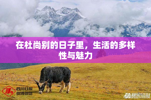 在杜尚别的日子里，生活的多样性与魅力