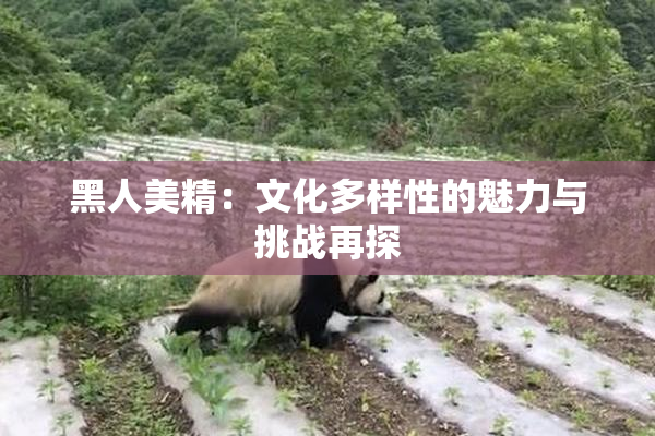 黑人美精：文化多样性的魅力与挑战再探
