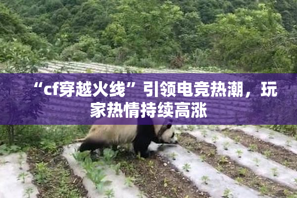 “cf穿越火线”引领电竞热潮，玩家热情持续高涨
