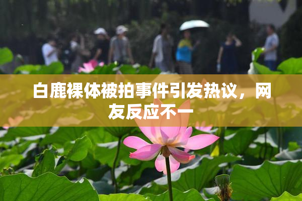 白鹿裸体被拍事件引发热议，网友反应不一