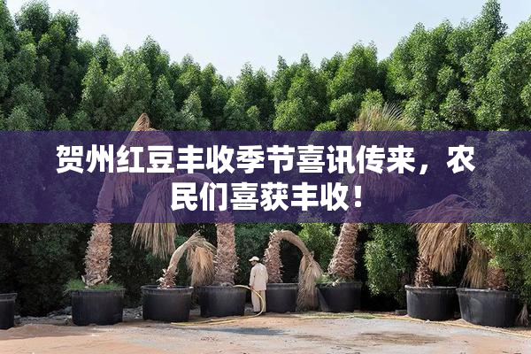 贺州红豆丰收季节喜讯传来，农民们喜获丰收！